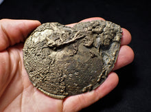 Load image into Gallery viewer, Large Oxynoticeras ammonite (93 mm)
