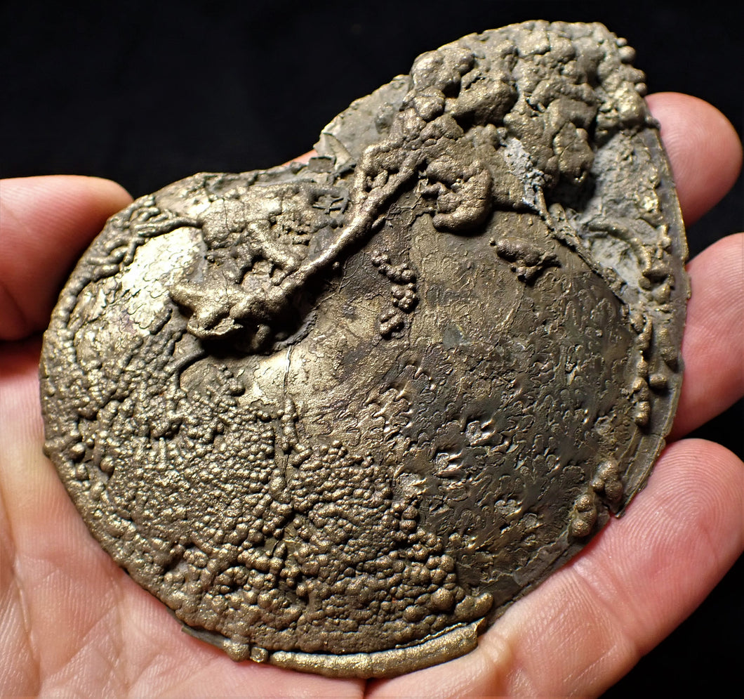 Large Oxynoticeras ammonite (93 mm)