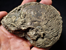 Load image into Gallery viewer, Large Oxynoticeras ammonite (93 mm)
