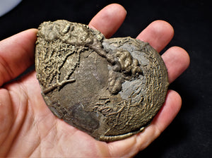 Large Oxynoticeras ammonite (93 mm)