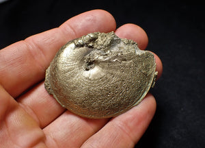 Perfect Oxynoticeras ammonite (55 mm)
