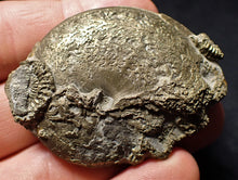 Load image into Gallery viewer, Perfect Oxynoticeras ammonite (55 mm)
