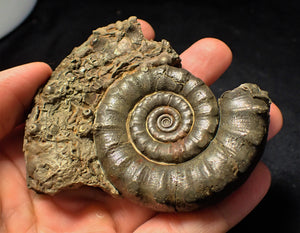 Large pyrite Eoderoceras ammonite (88 mm)
