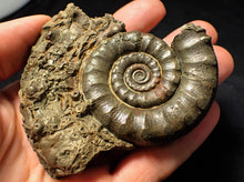 Load image into Gallery viewer, Large pyrite Eoderoceras ammonite (88 mm)
