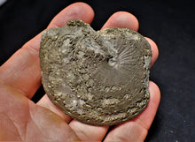 Load image into Gallery viewer, Oxynoticeras ammonite (68 mm)
