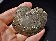 Load image into Gallery viewer, Oxynoticeras ammonite (68 mm)
