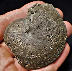 Oxynoticeras ammonite (68 mm)