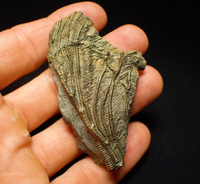 Load image into Gallery viewer, Golden pyrite crinoid fossil head (71 mm)
