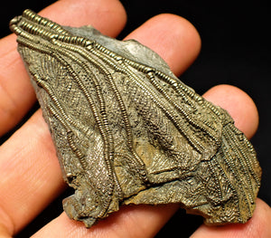 Golden pyrite crinoid fossil head (71 mm)