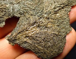 Detailed crinoid fossil (65 mm)