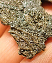Load image into Gallery viewer, Detailed crinoid fossil (65 mm)
