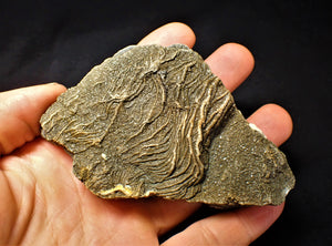 Detailed 3D crinoid fossil head (97 mm)
