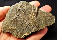 Load image into Gallery viewer, Detailed 3D crinoid fossil head (97 mm)

