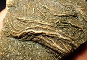 Detailed 3D crinoid fossil head (97 mm)