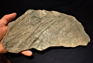 Very large pyrite crinoid fossil (284 mm)
