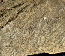 Load image into Gallery viewer, Very large pyrite crinoid fossil (284 mm)
