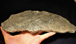 Very large pyrite crinoid fossil (284 mm)