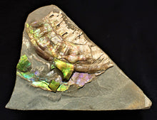 Load image into Gallery viewer, Stunning multi-colour iridescent Caloceras display ammonite
