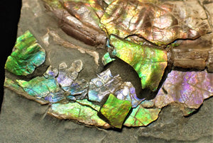 Stunning multi-colour iridescent Caloceras display ammonite