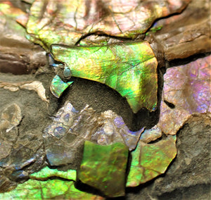 Stunning multi-colour iridescent Caloceras display ammonite