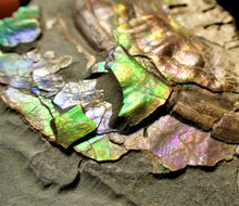 Load image into Gallery viewer, Stunning multi-colour iridescent Caloceras display ammonite
