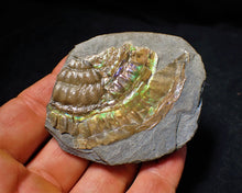 Load image into Gallery viewer, Green iridescent Caloceras ammonite fossil with encrusting bivalve
