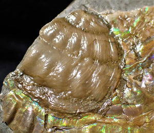Green iridescent Caloceras ammonite fossil with encrusting bivalve