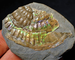 Green iridescent Caloceras ammonite fossil with encrusting bivalve