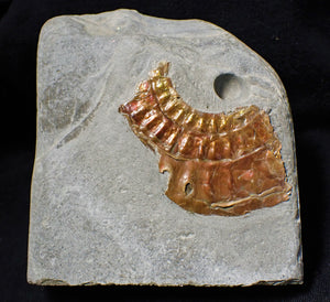 Copper iridescent Caloceras display ammonite