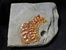 Load image into Gallery viewer, Copper iridescent Caloceras display ammonite
