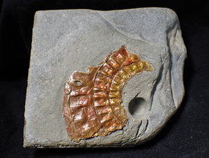 Copper iridescent Caloceras display ammonite