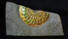 Load image into Gallery viewer, Rainbow iridescent Caloceras ammonite fossil
