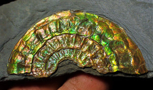 Rainbow iridescent Caloceras ammonite fossil