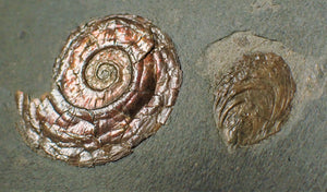 Psiloceras ammonite and bivalve display piece