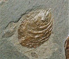 Load image into Gallery viewer, Psiloceras ammonite and bivalve display piece
