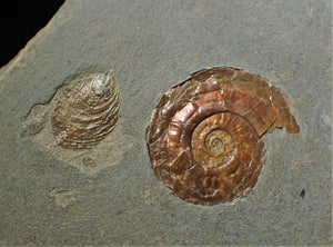 Psiloceras ammonite and bivalve display piece