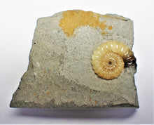 Load image into Gallery viewer, Large calcite Promicroceras ammonite display piece
