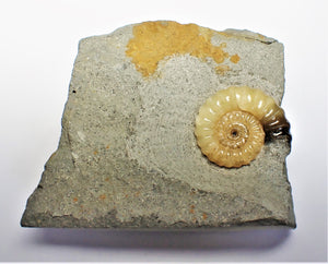 Large calcite Promicroceras ammonite display piece