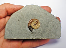 Load image into Gallery viewer, Colourful calcite Promicroceras ammonite display piece
