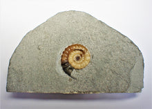 Load image into Gallery viewer, Colourful calcite Promicroceras ammonite display piece
