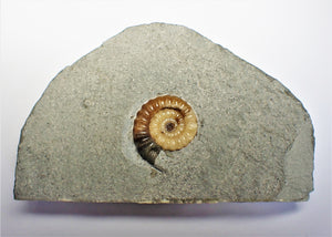 Colourful calcite Promicroceras ammonite display piece