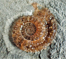 Load image into Gallery viewer, Amazing large &quot;Popped&quot; calcite Promicroceras ammonite display pieces
