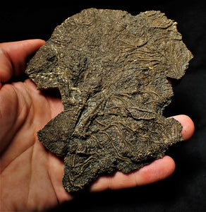 Big detailed crinoid fossil (137 mm)