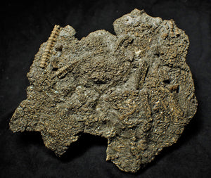Big detailed crinoid fossil (137 mm)