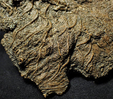 Load image into Gallery viewer, Big detailed crinoid fossil (137 mm)
