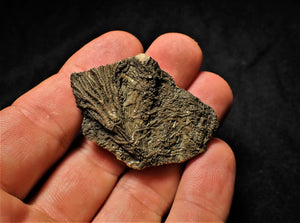 Rare 3D crinoid fossil (47 mm)