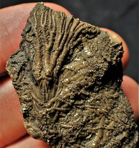 Rare 3D crinoid fossil (47 mm)