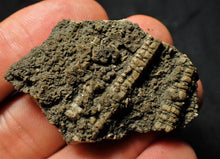 Load image into Gallery viewer, Rare 3D crinoid fossil (47 mm)
