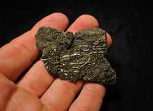 Load image into Gallery viewer, Detailed pyrite crinoid fossil (65 mm)
