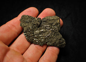 Detailed pyrite crinoid fossil (65 mm)